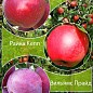 Дерево-сад Яблоня "Гала Маст+Райка Кепп+Вильямс Прайд"
