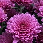Хризантема мультифлора шарообразная "Harlem Purple" 
