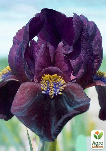 Ирис карликовый "Little Black" 1шт в упаковке