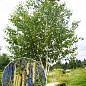 Эксклюзив! Береза лечебная "Мирис" (быстрорастущая, неприхотливая) высота 50-100см