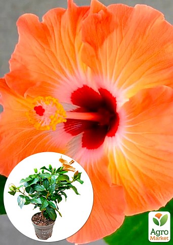 Гибискус комнатный "Boreas Orange" 