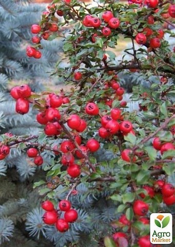 Кизильник Cotoneaster `Ursynov` контейнер 1л