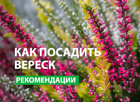 Чому не приживається верес - корисні статті про садівництво від Agro-Market