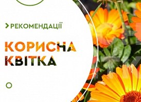 Корисні властивості календули - корисні статті про садівництво від Agro-Market
