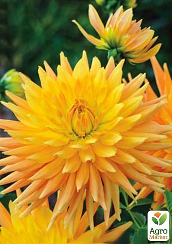 Георгина "Gold Crown" (гигантский цветок) - фото 2