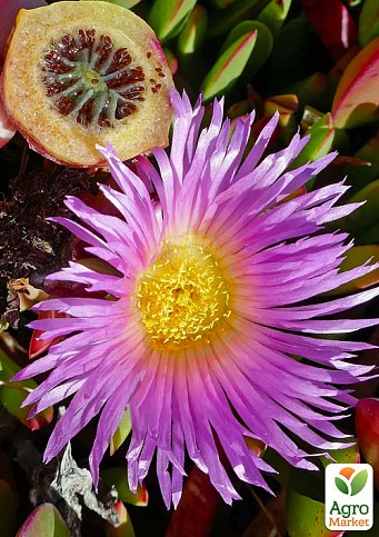 Карпобротус съедобный "Carpobrotus Edulis" (экзотический суккулент)