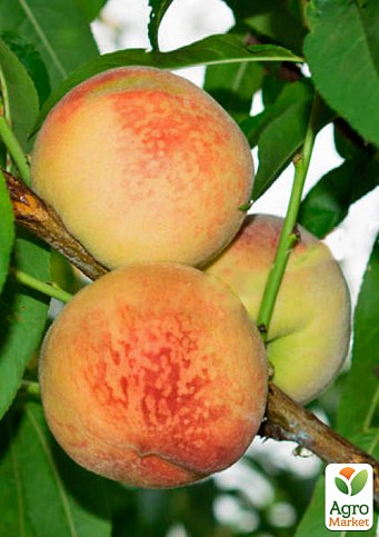 Персик "Волшебник" (крупноплодный сорт, ранний срок созревания) - фото 2