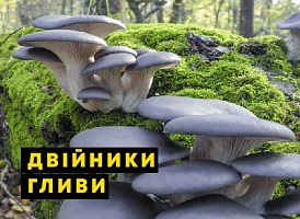 Отруйні гриби схожі на гливи - корисні статті про садівництво від Agro-Market