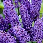 Буддлея Давида "Empire blue" купить