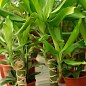 Драцена Стеднери "Dracaena frag. Steudneri" дм 11см выс. 40 см