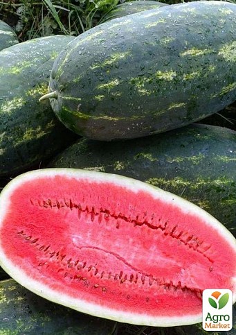 Арбуз "Юмми F1" ТМ "Lark Seeds" 1000шт