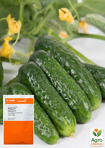 Огурец "Проликс F1" ТМ "Nunhems Zaden" 1000шт