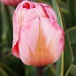 Тюльпан "Design Impression" (розмір 11/12, великий) 3шт в упаковці