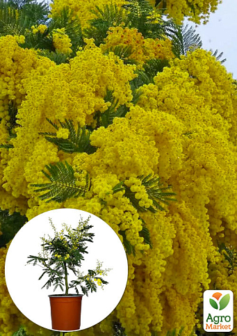 LMTD Мимоза "Абхазская" 3-х летняя (высота 40-60см)