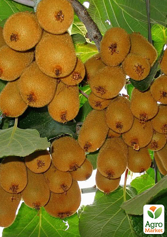 Киви "Гринсил" (транспортабельный, высокоурожайный сорт)