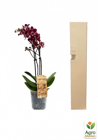 Орхідея Mix Уцінка - фото 2