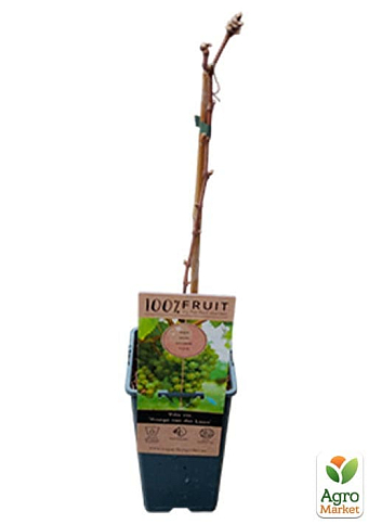 LMTD Виноград "Dr. Smidtmans" (сортовой, укорененный) - фото 3