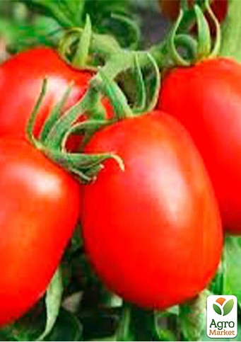 Томат детерминантный "Платон F1" ТМ "Lark Seeds" 100000шт