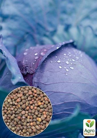 На развес Капуста краснокочанная "Лангедейкер" ТМ "Весна" цена за 2г