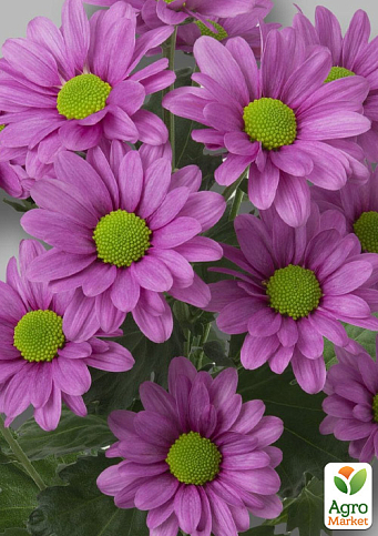 Хризантема кущова середньоквіткова "Jackson Pink"