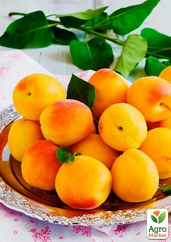 Ексклюзив! Абрикос жовто-помаранчевий "Солодке життя" (Sweet life) (канадська селекція, преміальний морозостійкий сорт)