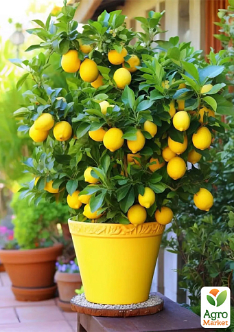 LMTD Лимон "Meyeri" (рослина 2 роки) висота 20-30см