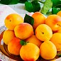 Ексклюзив! Абрикос жовто-помаранчевий "Солодке життя" (Sweet life) (канадська селекція, преміальний морозостійкий сорт)