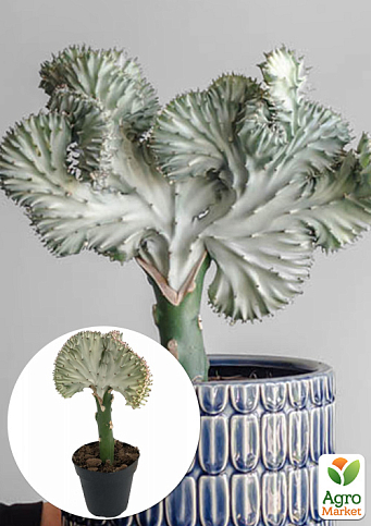 LMTD Эуфорбия Lactea Cristata"Silver" (суккулент) 