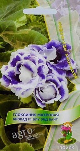 Глоксинія махрова "брокад F1 блу енд вайт" ТМ "Пошук" 5шт