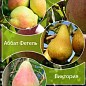 Дерево-сад Груша "Киргизская+Аббат Фетель+Виктория" 