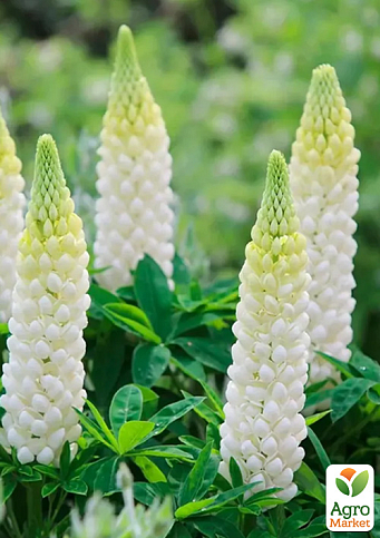 Люпин "Legendary White Shades" (вазон Р9)