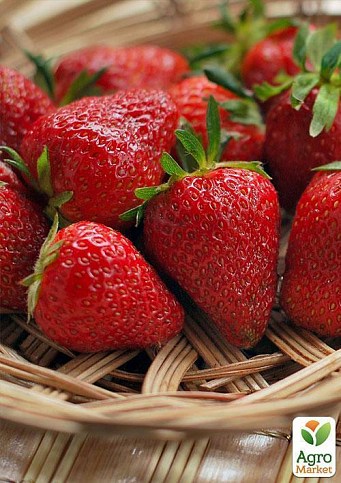 Полуниця "Хоней" (Honey) 5шт (ранній термін дозрівання, стійкий до хвороб і шкідників) - фото 3