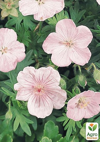 Герань ( Geranium ) многолетняя sanguineum "Vision"
