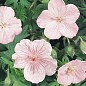 Герань ( Geranium ) многолетняя sanguineum "Vision"