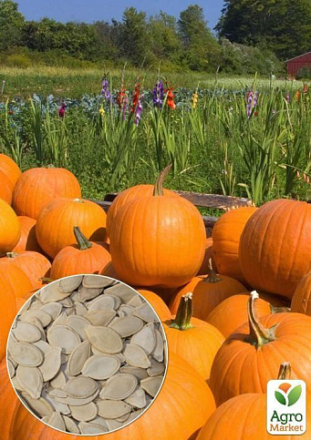 На вагу Гарбуз "Конектикут" ТМ "Весна" ціна за 10г