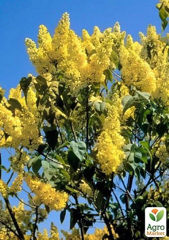 Сирень желтая "Примроз (Primrose)"  - фото 2