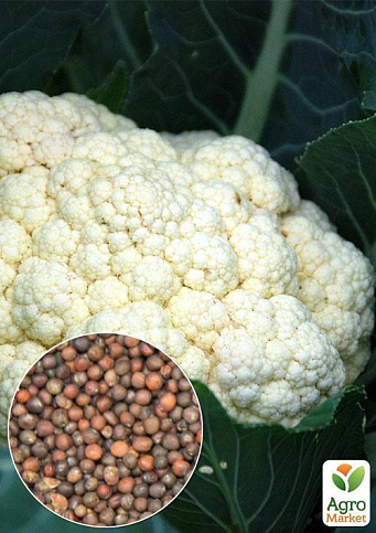 На вагу Капуста цвітна "Мовір 74" ТМ "Весна" ціна за 1,5г