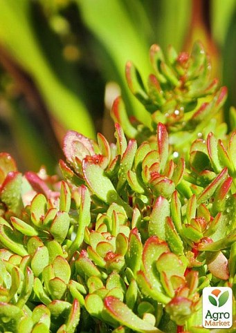 Крассула  "Мадам Крассула" (Crassula mixed) дм 10 см выс.  20 см