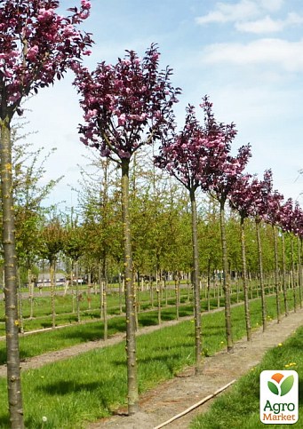 Сакура на штамбе "Кику шидаре" (Kiku-shidare) - фото 4