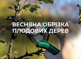 Як правильно провести весняну обрізку кісточкових дерев | Agro-market