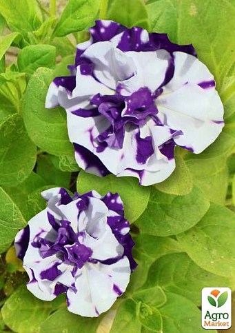 Петунія напівампельна Sweet Sunshine "Blue Sky" - фото 2