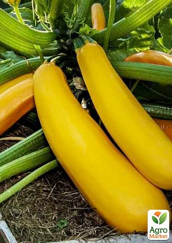 Кабачок «Голдстик F1» ТМ «Lark Seeds» 500шт