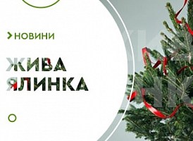 Жива ялина в горщику: еко-вибір та яскраві, новорічні свята - корисні статті про садівництво від Agro-Market
