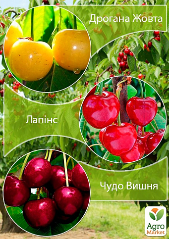 Дерево-сад Черешня "Дрогана Желтая"+Черешня "Лапинс"+Вишня "Чудо Вишня"