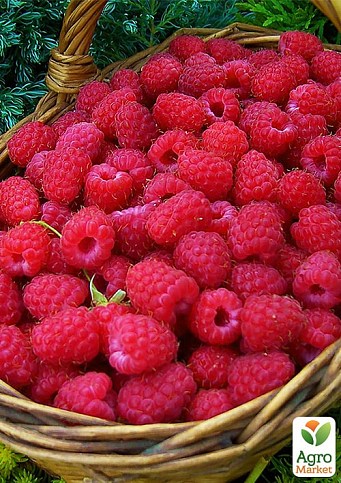 Малина "Новость Кузьмина" (среднеранний срок созревания)