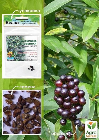 Бирючина "Обыкновенная" (Зипер) ТМ "Весна" 5шт
