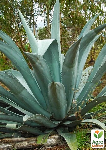 Агава американская "Latifolia" (кадочное, вечнозеленое, экзотичное растение)