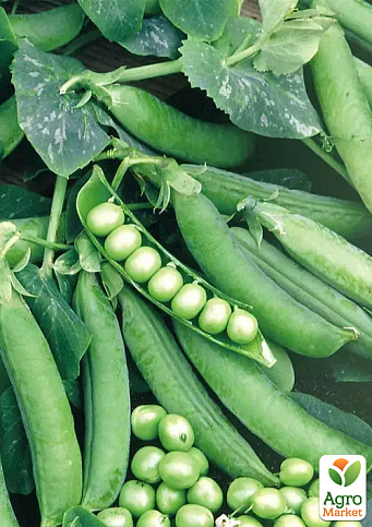 Горох "Преладо F1" ТМ "Syngenta" 100000шт