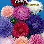 Астра "Апполония" смесь ТМ "Плазменные семена" 0,2г