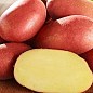Насіннєвий рання картопля "Альваро" (на жарку, 1 репродукція) 3 кг